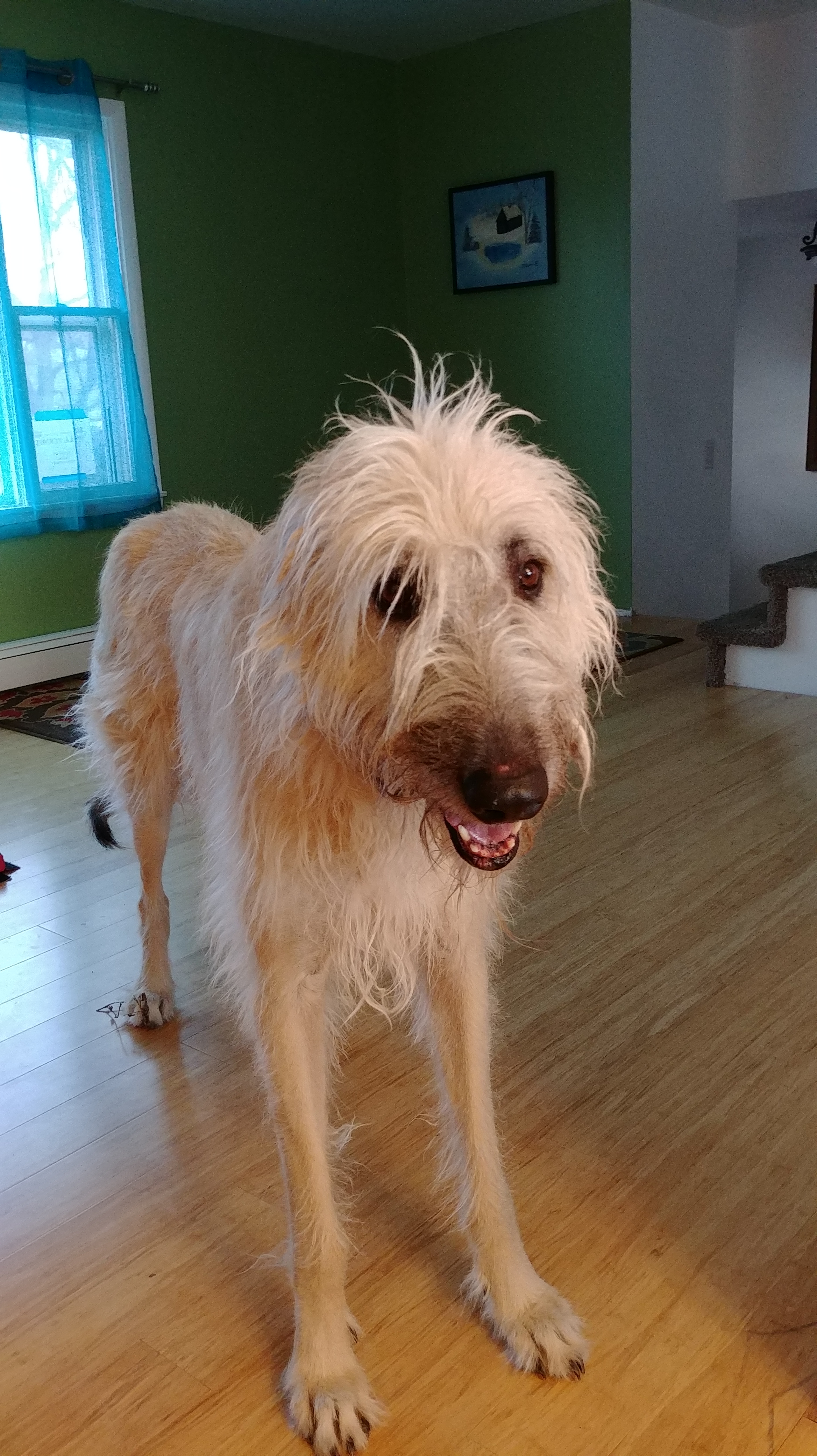Irish Wolfhound