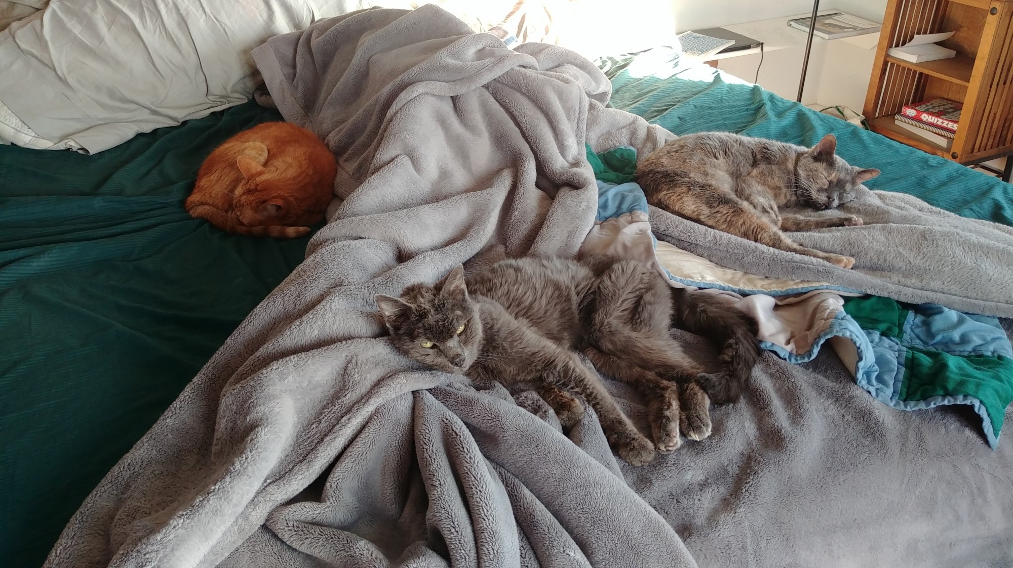 coping with the loss of your cat www.jendionne.com